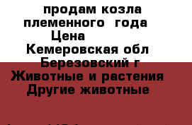 продам козла племенного 2года  › Цена ­ 6 000 - Кемеровская обл., Березовский г. Животные и растения » Другие животные   